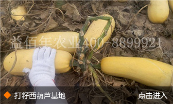 打籽西葫芦基地